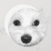 Maltese Hond Sweet Gaze en Zachte Neus Kaart (Voorkant / Achterkant)