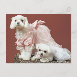 Maltese honden briefkaart
