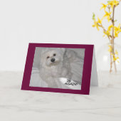 Maltese Humor Blank Verjaardag Kaart (Gele Bloem)