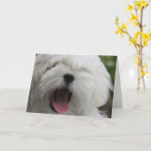 Maltese Kaart (Gele Bloem)