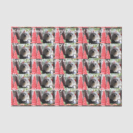 Maltese Kerstmis met Rode Bomen Tissuepapier