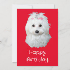 Maltese LiLi Hond Wit Puppy Foto Feestdagenkaart