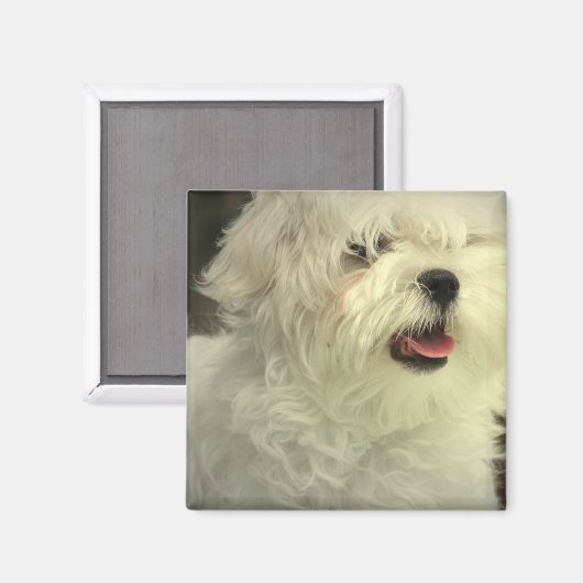 Maltese magneet (Voorkant / Achterkant)