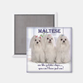 Maltese magneet 1 (Voorkant / Achterkant)