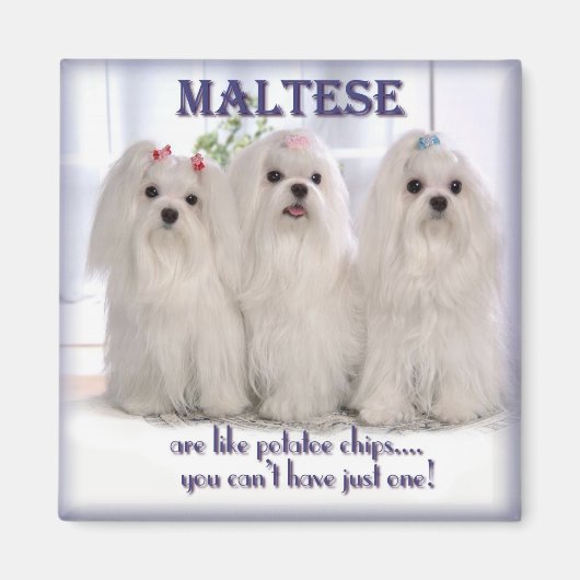 Maltese magneet 1 (Voorkant)