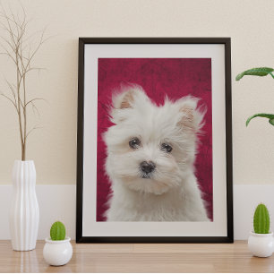 Maltese Poster Terrier Perfect Poster