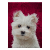 Maltese Poster Terrier Perfect Poster (Voorkant)