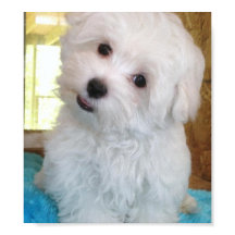 Maltese Poster van puppy