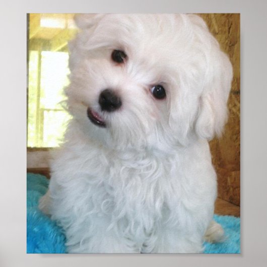 Maltese Poster van puppy (Voorkant)