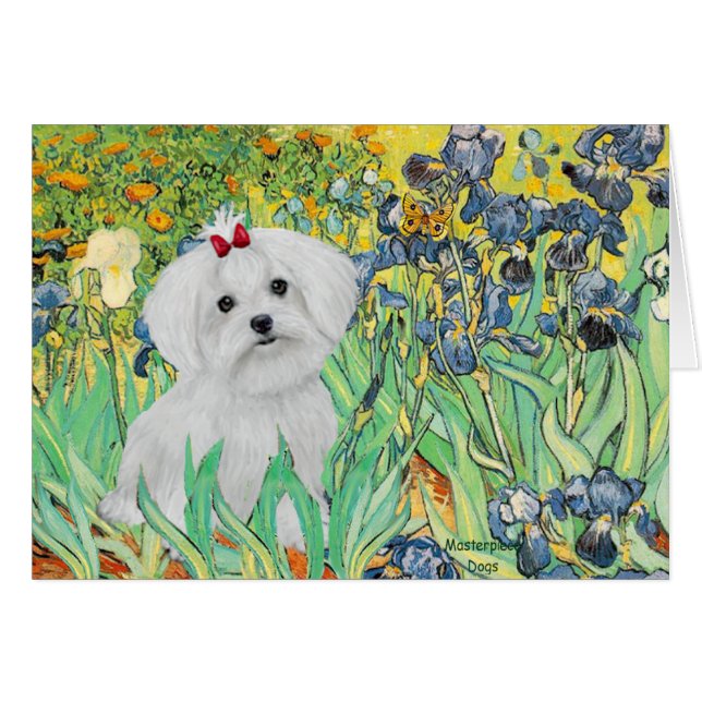 MALTESE pup - Irises (Devant horizontal)