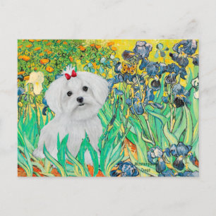 MALTESE pup - Irises Briefkaart