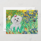 MALTESE PUP - Irissen Briefkaart (Voorkant / Achterkant)