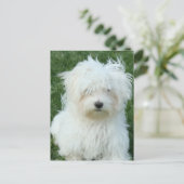 Maltese Puppies Briefkaart (Staand voorkant)