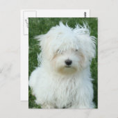 Maltese Puppies Briefkaart (Voorkant / Achterkant)