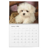 Maltese Puppies Kalender (Jan 2026)