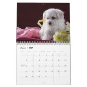 Maltese Puppies Kalender (Mar 2027)