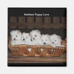 Maltese Puppies, mand, "Maltese puppy liefde" Magneet