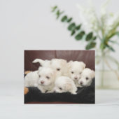 Maltese Puppies op Briefkaart (Staand voorkant)