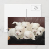 Maltese Puppies op Briefkaart (Voorkant / Achterkant)