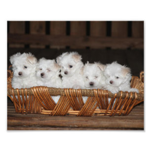 Maltese Puppies, puppy, hond, kunst Foto Afdruk