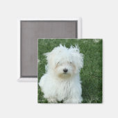 Maltese Puppies vierkante magneet (Voorkant / Achterkant)