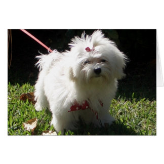 maltese puppy