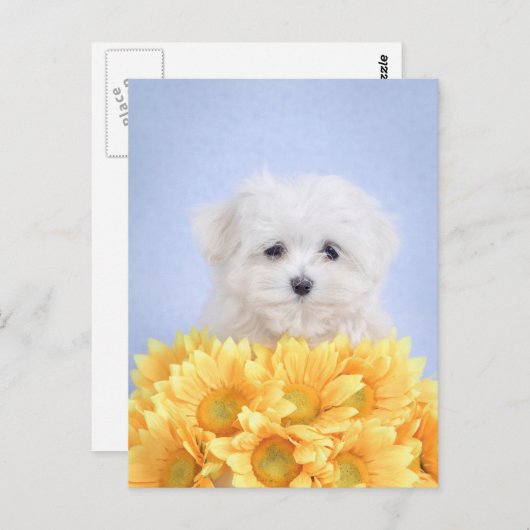 Maltese puppy briefkaart (Voorkant / Achterkant)