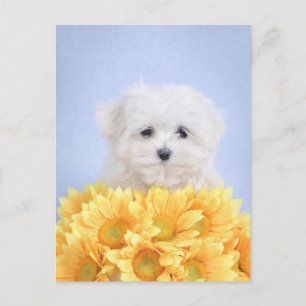 Maltese puppy briefkaart