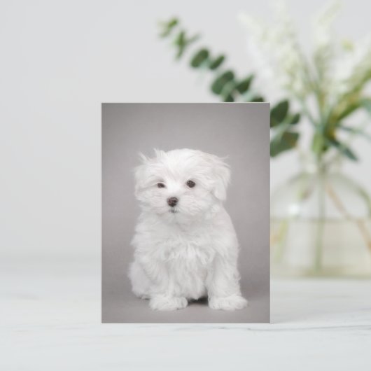 Maltese puppy briefkaart (Staand voorkant)