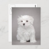Maltese puppy briefkaart (Voorkant / Achterkant)