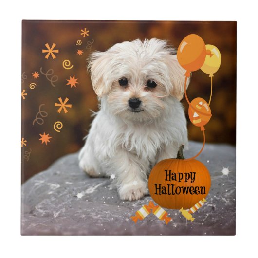 Maltese puppy, Halloween Celebration Tegeltje (Voorkant)