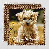 Maltese puppy Happy Birthday Kaart (Voorkant / Achterkant)