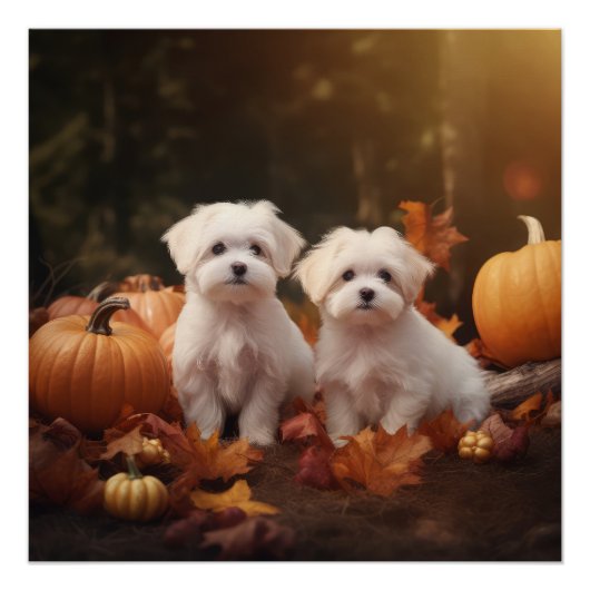 Maltese puppy herfst verrukking pompoen perfect poster (Voorkant)