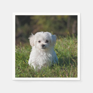 maltese puppy in gras servet