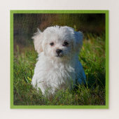 Maltese puppy in Grass Legpuzzel (Verticaal)