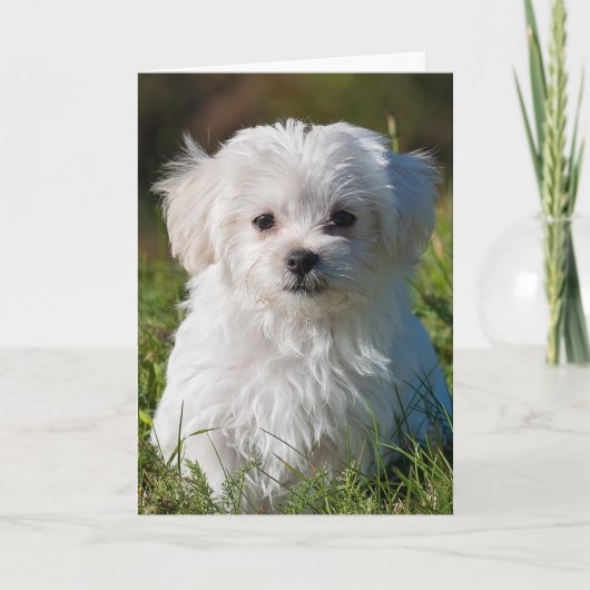 Maltese puppy kaart (Voorkant)