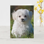 Maltese puppy kaart (Gele Bloem)