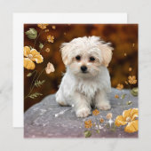 Maltese puppy, oh zo schattig, (Voorkant / Achterkant)