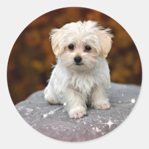 Maltese puppy...schattig ronde sticker