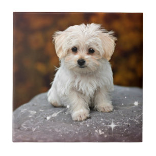 Maltese puppy...schattig tegeltje