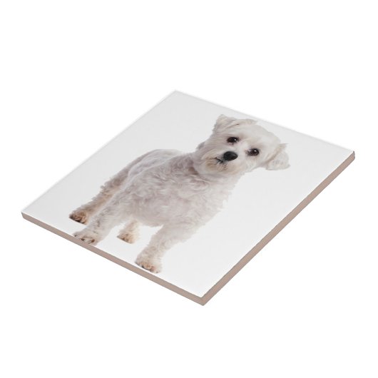 Maltese puppy tegeltje (Zijkant)