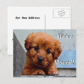 Maltese puppy We hebben een nieuw adres Briefkaart (Voorkant / Achterkant)