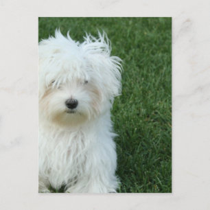 Maltese reddingsBriefkaart Briefkaart