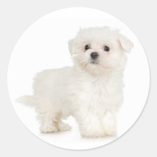 Maltese Sticker (Voorkant)