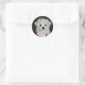 Maltese sticker (Tas)