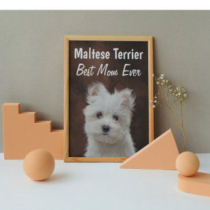Maltese Terrier Best Mom Poster