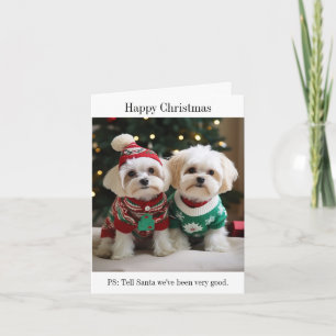 Maltese Terriers in Kersttruien Kaart