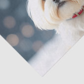 Maltese Tissue Paper Tissuepapier (Detail)