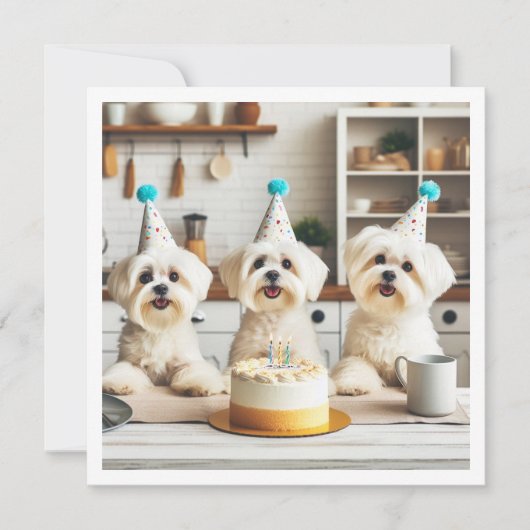 Maltese verjaardag viering, Maltese hond Kaart (Voorkant)