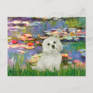 Maltezer 11 - Waterlelies 2 Briefkaart